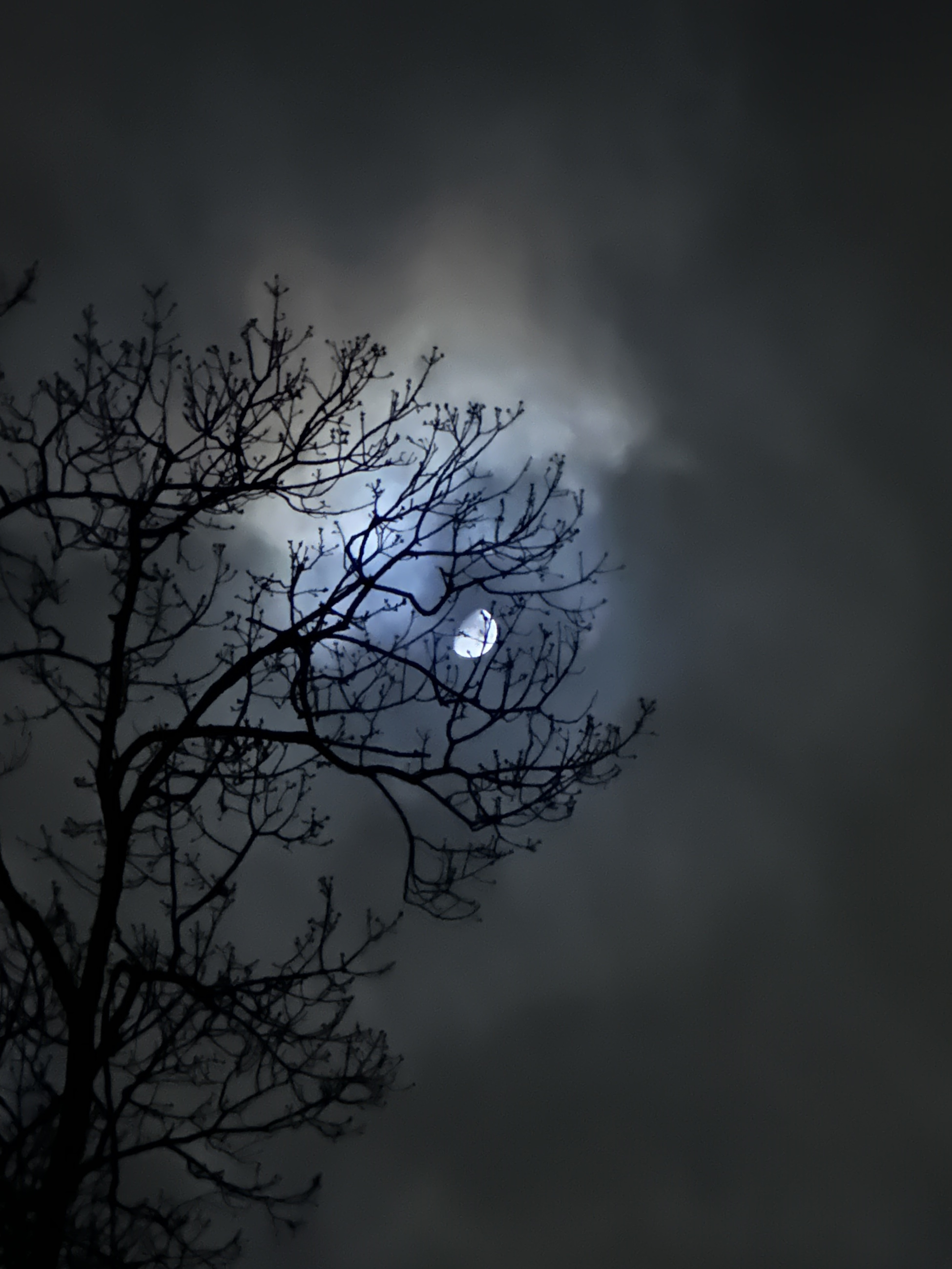 the moon on a cloudy night surrounded by tree branches